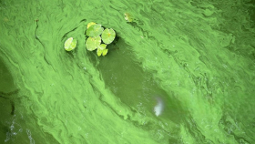 Американские учёные нашли опасный яд в сине-зелёных водорослях